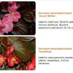 Useful properties of Begonia everblooming