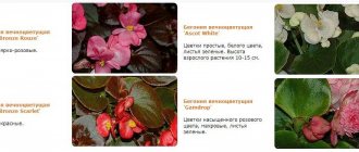 Useful properties of Begonia everblooming