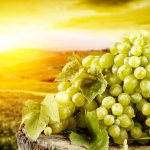 Beneficial properties of green grapes