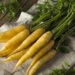 Beneficial properties of yellow carrots, and what is the difference from regular orange ones