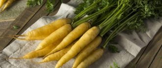 Beneficial properties of yellow carrots, and what is the difference from regular orange ones