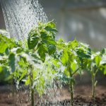 Watering tomato seedlings