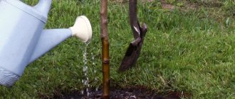 Watering apple tree seedlings