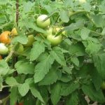 Tomato Katya: ultra-early ripening and unpretentious
