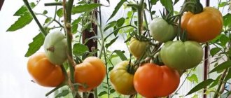 Honey saved tomatoes