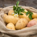 Popular potato varieties for the Moscow region