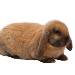 Rabbit breed French Ram