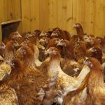Breed of chickens Hisex Brown