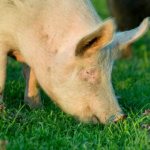 Yorkshire pig breed