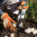 planting whole heads of garlic
