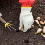 Planting garlic in holes