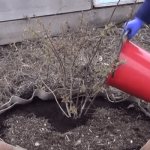 Planting blueberries in autumn