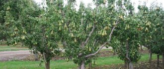 Planting pears in the fall - when and how to plant