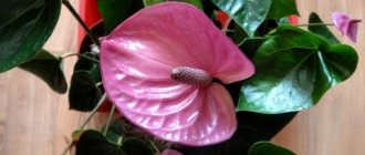 Planting and propagating anthurium