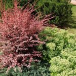 Planting and caring for Thunberg barberry Harlequin (Harlequin)