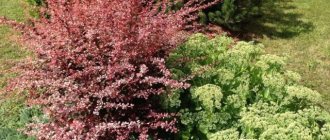 Planting and caring for Thunberg barberry Harlequin (Harlequin)