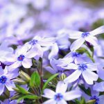 Planting and caring for subulate phlox in the ground