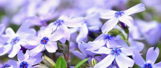 Planting and caring for subulate phlox in the ground