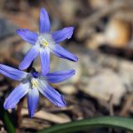 Planting and caring for Chionodoxa in the garden