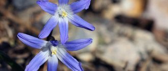 Planting and caring for Chionodoxa in the garden