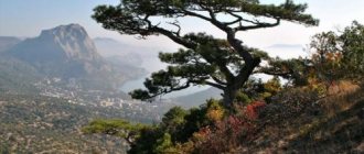 Planting Crimean pine. Choosing a seedling or its alternative 