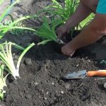 Planting daylilies