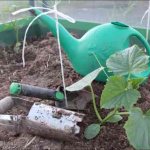 Planting cucumbers