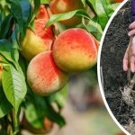 Planting a peach