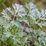 Planting and caring for Steller&#39;s wormwood