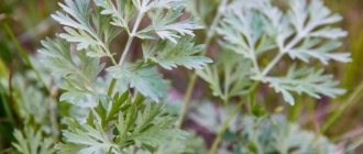 Planting and caring for Steller&#39;s wormwood