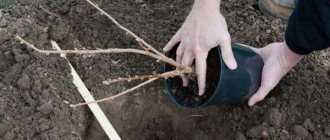 planting currants