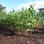Посадка, уход и выращивание кукурузы на даче