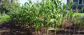 Planting, caring for and growing corn in the country