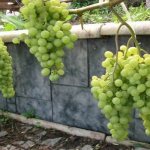 planting and care of Siberian grapes