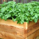 Step-by-step guide to growing potatoes in boxes