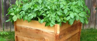 Step-by-step guide to growing potatoes in boxes