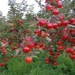 After harvesting, the apple tree needs autumn fertilizing to replenish the large amount of costs for fruit formation. Nutrients are necessary to strengthen the tree for the winter and normal growth next year. 
