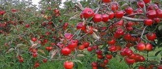 After harvesting, the apple tree needs autumn fertilizing to replenish the large amount of costs for fruit formation. Nutrients are necessary to strengthen the tree for the winter and normal growth next year. 