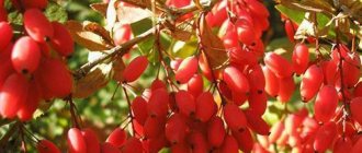 The barberry has ripened