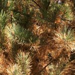 Yellowing of pine needles: causes and treatment