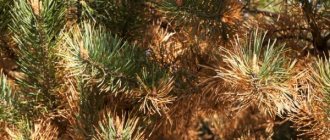 Yellowing of pine needles: causes and treatment