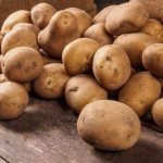 Правила хранения семенного картофеля: инструкция по подготовке семян и оптимальные условия