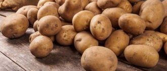 Rules for storing seed potatoes: instructions for preparing seeds and optimal conditions