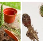 Rules and features of transplanting a cactus into a florarium or pot