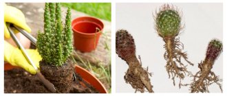 Rules and features of transplanting a cactus into a florarium or pot