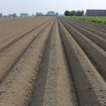 Rules for preparing soil for potatoes