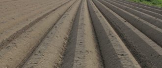 Rules for preparing soil for potatoes