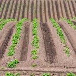 Rules for planting potatoes in ridges