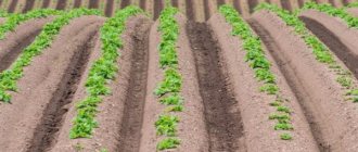 Rules for planting potatoes in ridges