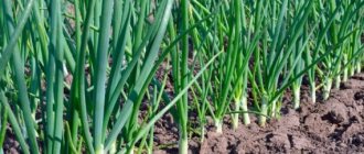 Rules for applying fertilizers for onions